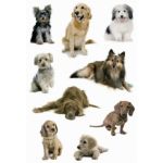 HERMA Schmucketiketten DECOR Hundefotos 3Bl.